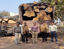 वन विभाग द्वारा बडी कार्यवाही करते हुवे लकडी से भरे ट्रक को पकडा