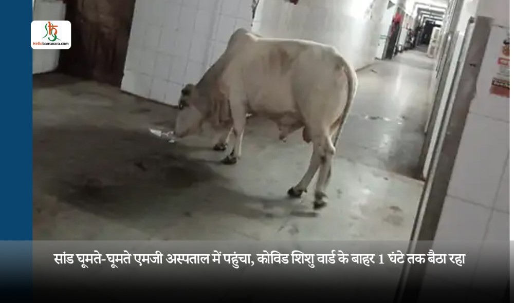 सांड घूमते-घूमते एमजी अस्पताल में पहुंचा, कोविड शिशु वार्ड के बाहर 1 घंटे तक बैठा रहा