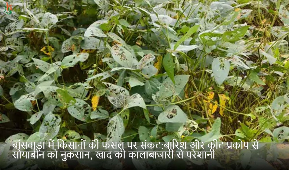 बांसवाड़ा में किसानों की फसल पर संकट:बारिश और कीट प्रकोप से सोयाबीन को नुकसान, खाद की कालाबाजारी से परेशानी