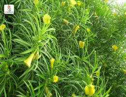 कनेर (पीली)