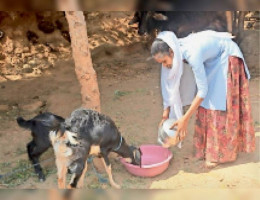 जिद ओलंपिक में जाने की:बकरियां चराने के बाद दौड़ का अभ्यास, मां ने गहने गिरवी रख जूते खरीदे, सिल्वर जीता