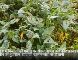 बांसवाड़ा में किसानों की फसल पर संकट:बारिश और कीट प्रकोप से सोयाबीन को नुकसान, खाद की कालाबाजारी से परेशानी