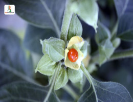 अश्वगंधा