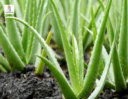 ग्वारपाठा