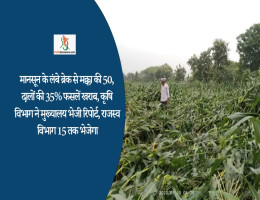 मानसून के लंबे ब्रेक से मक्का की 50, दालों की 35% फसलें खराब, कृषि विभाग ने मुख्यालय भेजी रिपोर्ट, राजस्व विभाग 15 तक भेजेगा
