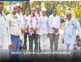 मौसम की मार ; गेहूं का दाना छोटा रहा, अब किसानों को नहीं मिल रहा वाजिब दाम